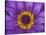 Purple and Yellow Lotus Flower, Bangkok, Thailand-Merrill Images-Stretched Canvas