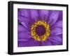 Purple and Yellow Lotus Flower, Bangkok, Thailand-Merrill Images-Framed Premium Photographic Print