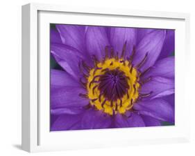 Purple and Yellow Lotus Flower, Bangkok, Thailand-Merrill Images-Framed Premium Photographic Print