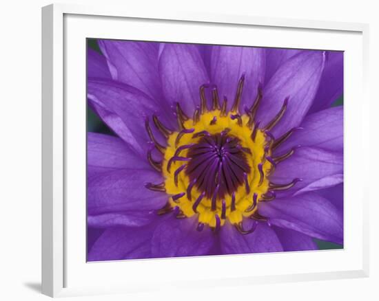 Purple and Yellow Lotus Flower, Bangkok, Thailand-Merrill Images-Framed Photographic Print