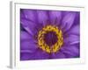 Purple and Yellow Lotus Flower, Bangkok, Thailand-Merrill Images-Framed Photographic Print