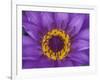 Purple and Yellow Lotus Flower, Bangkok, Thailand-Merrill Images-Framed Photographic Print