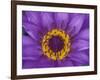 Purple and Yellow Lotus Flower, Bangkok, Thailand-Merrill Images-Framed Photographic Print