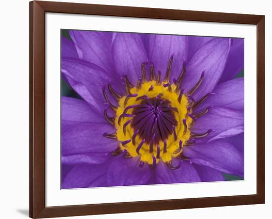 Purple and Yellow Lotus Flower, Bangkok, Thailand-Merrill Images-Framed Photographic Print