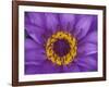 Purple and Yellow Lotus Flower, Bangkok, Thailand-Merrill Images-Framed Photographic Print