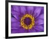 Purple and Yellow Lotus Flower, Bangkok, Thailand-Merrill Images-Framed Photographic Print