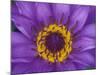Purple and Yellow Lotus Flower, Bangkok, Thailand-Merrill Images-Mounted Photographic Print
