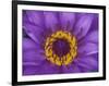 Purple and Yellow Lotus Flower, Bangkok, Thailand-Merrill Images-Framed Photographic Print