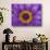 Purple and Yellow Lotus Flower, Bangkok, Thailand-Merrill Images-Photographic Print displayed on a wall