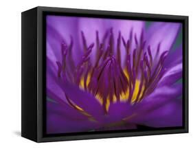 Purple and Yellow Lotus Flower, Bangkok, Thailand-Merrill Images-Framed Stretched Canvas