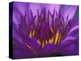 Purple and Yellow Lotus Flower, Bangkok, Thailand-Merrill Images-Stretched Canvas