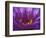 Purple and Yellow Lotus Flower, Bangkok, Thailand-Merrill Images-Framed Photographic Print