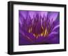 Purple and Yellow Lotus Flower, Bangkok, Thailand-Merrill Images-Framed Photographic Print