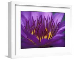 Purple and Yellow Lotus Flower, Bangkok, Thailand-Merrill Images-Framed Photographic Print