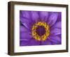 Purple and Yellow Lotus Flower, Bangkok, Thailand-Merrill Images-Framed Photographic Print