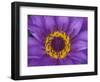 Purple and Yellow Lotus Flower, Bangkok, Thailand-Merrill Images-Framed Photographic Print