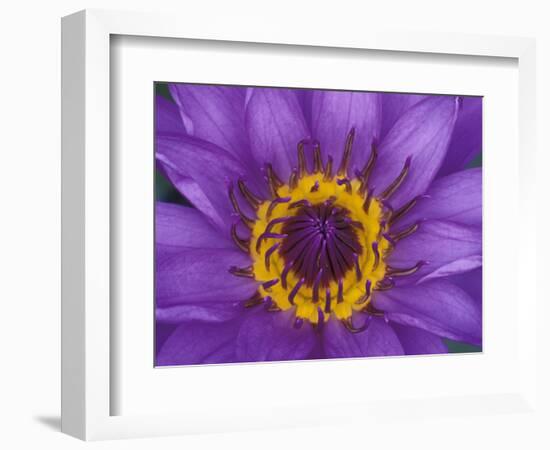 Purple and Yellow Lotus Flower, Bangkok, Thailand-Merrill Images-Framed Photographic Print