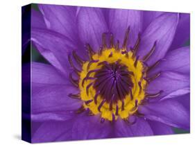 Purple and Yellow Lotus Flower, Bangkok, Thailand-Merrill Images-Stretched Canvas