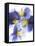 Purple and Yellow Pansies-Joerg Lehmann-Framed Stretched Canvas