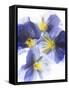 Purple and Yellow Pansies-Joerg Lehmann-Framed Stretched Canvas