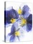 Purple and Yellow Pansies-Joerg Lehmann-Stretched Canvas