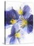 Purple and Yellow Pansies-Joerg Lehmann-Stretched Canvas