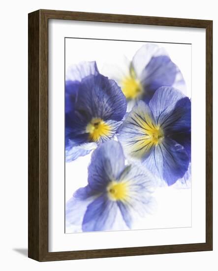 Purple and Yellow Pansies-Joerg Lehmann-Framed Photographic Print