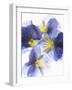 Purple and Yellow Pansies-Joerg Lehmann-Framed Photographic Print