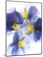 Purple and Yellow Pansies-Joerg Lehmann-Mounted Photographic Print