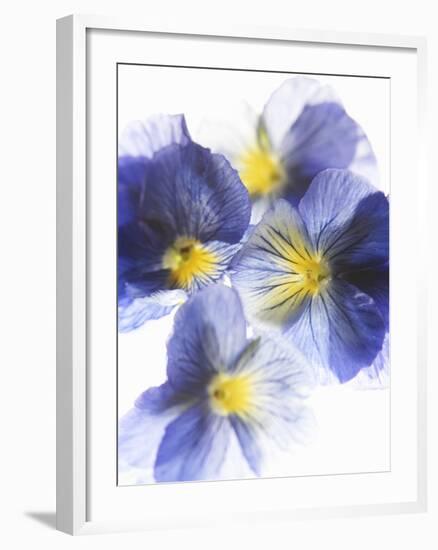 Purple and Yellow Pansies-Joerg Lehmann-Framed Photographic Print