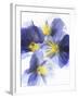 Purple and Yellow Pansies-Joerg Lehmann-Framed Photographic Print