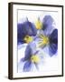 Purple and Yellow Pansies-Joerg Lehmann-Framed Photographic Print