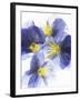 Purple and Yellow Pansies-Joerg Lehmann-Framed Photographic Print