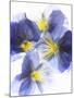 Purple and Yellow Pansies-Joerg Lehmann-Mounted Photographic Print