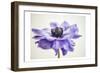 Purple Anemone 3-Dianne Poinski-Framed Premium Giclee Print