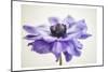 Purple Anemone 3-Dianne Poinski-Mounted Premium Giclee Print