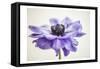 Purple Anemone 3-Dianne Poinski-Framed Stretched Canvas