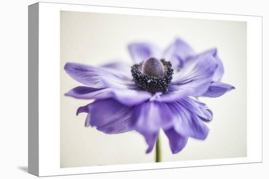 Purple Anemone 3-Dianne Poinski-Stretched Canvas