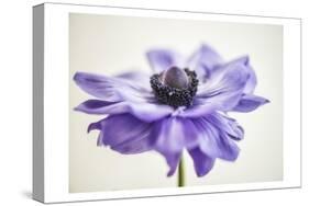 Purple Anemone 3-Dianne Poinski-Stretched Canvas