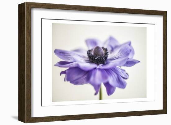 Purple Anemone 3-Dianne Poinski-Framed Art Print