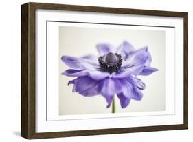 Purple Anemone 3-Dianne Poinski-Framed Art Print