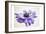 Purple Anemone 3-Dianne Poinski-Framed Art Print