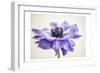 Purple Anemone 3-Dianne Poinski-Framed Art Print