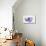 Purple Anemone 3-Dianne Poinski-Mounted Art Print displayed on a wall