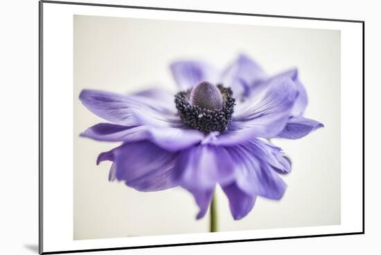 Purple Anemone 3-Dianne Poinski-Mounted Art Print