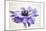 Purple Anemone 3-Dianne Poinski-Mounted Art Print