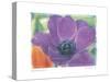 Purple Anemone I-Amy Melious-Stretched Canvas