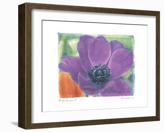 Purple Anemone I-Amy Melious-Framed Art Print