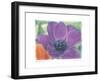 Purple Anemone I-Amy Melious-Framed Art Print