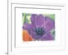 Purple Anemone I-Amy Melious-Framed Art Print